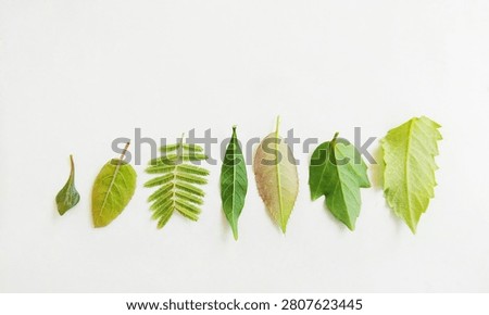 Flat lay composition of various green plant leaves arranged in a row against a white background.