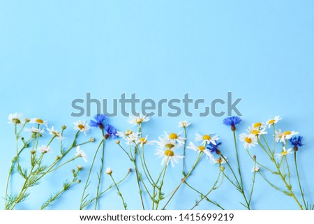 Flat lay composition with white daisies on a blue background