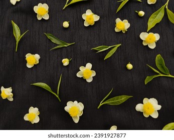Flat lay composition of white tea flowers and green tea leaves on black background