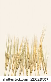 Flat Lay With Dry Ears Of Rye On Beige Background With Empty Space. Top View Ears Of Cereal Crops, Rye Grain Crop, Harvest Concept, Minimal Design, Cereals Plant With Hard Shadows