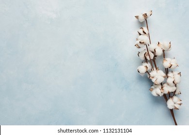 Flat lay of feminine light blue background with branch of artificial cotton flower. Can be greeting card and design element. Top view, copy space.