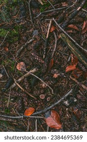 Flat lay, forest floor in fall. Twigs, mushrooms, pine cones and dirt. 
