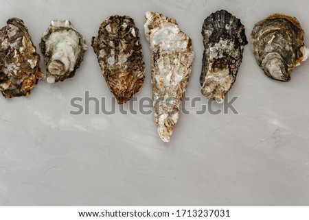 Flat lay with fresh raw oysters and copy space on the gray background. Shellfish contains a mass of beneficial micronutrients and vitamins that beneficially affect the entire body.