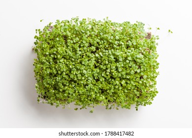 Flat lay with fresh sprouts of micro greens on the white background