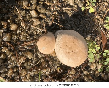Flat lay image of  a round, pale mushroom, resembling a small puffball mushroom, resting on damp, pebbled ground.