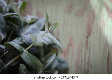 Flat Lay Image Of Tasmanian Blue Gum Leaves On Green Painted Background With Copy Space