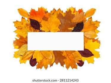 Flat lay layout of dry yellow, orange, and brown maple and oak leaves forming a seasonal border with empty space, perfect for thanksgiving or autumn sales banner. Copy space, autumn composition featuring colorful fallen leaves arranged around a central blank white rectangular frame for text, isolated on a white background.