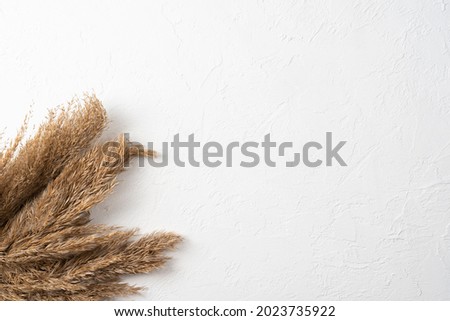 Flat lay pampas grass on white surface top view background. Pampas grass on white background with space for text. Top view.