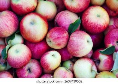 Flat lay pattern with lots of juicy apples. 