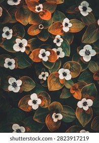 Flat lay pattern of small white flowers with dark centers and autumn-toned leaves.