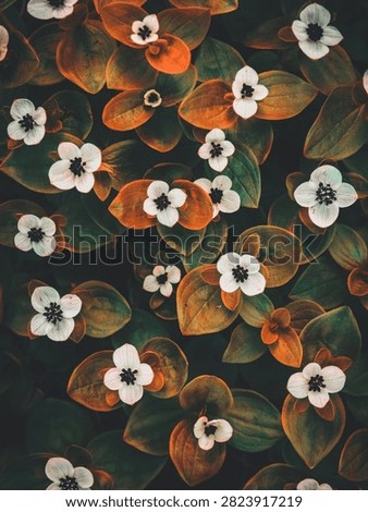 Flat lay pattern of small white flowers with dark centers and autumn-toned leaves.