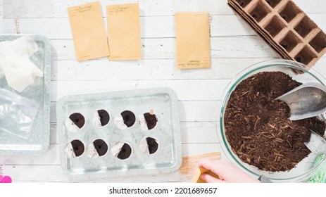 Flat Lay. Planting Seeds Into Small Containers To Start An Indoor Herb Garden.