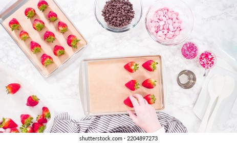 Flat Lay. Step By Step. Arranging Organic Strawberries On A Baking Sheet To Make Chocolate Dipped Strawberries.