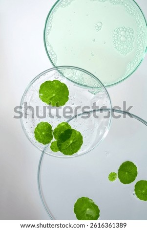 Flat lay of three round petri dishes of different sizes are stacked to create a layered composition. Fresh green pennywort leaves are placed on top of each other. White background, vertical photo.