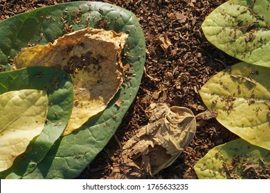 Flat Lay Of  Tobacco Green, Yellow, Dry Leaf On Dry Cut Tobacco Leaf As Background  With Copy Space In Minimal Style, Template For Lettering, Text Or Your Design