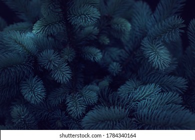 Flat lay, top view. Dark. Christmas tree branches. The concept of the new year, christmas, nature. Banner. - Shutterstock ID 1784340164