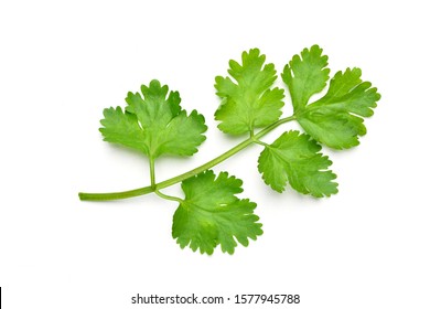 Flat lay (Top view) of fresh coriander leaves isolated on white background.