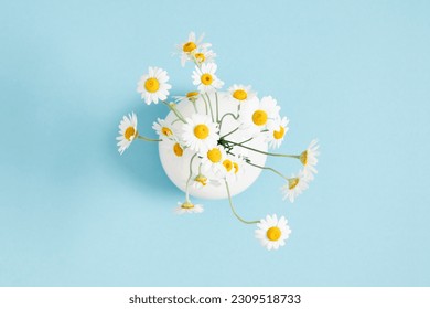 Flat lay top view of round flat vase with chamomile flowers isolated on pastel blue background. White flowers in vase on blue table