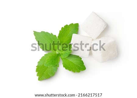 Flat lay (top view) of white sugar cubes with fresh Stevia leaves (Stevia rebaudiana Bertoni) on white background.