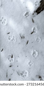 Flat Lay Of Two Sets Of Paw Prints On Fallen Snow Turning Icy With A Few Leaves Twigs Blades Of Dry Grass And An Exposed Tree Root