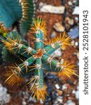 A flat lay view of a green cactus with long, sharp, golden-yellow spines extending from each segment against blur background. Selective focus