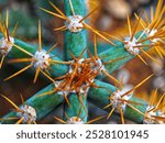 A flat lay view of a green cactus with long, sharp, golden-yellow spines extending from each segment against blur background. Selective focus