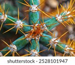 A flat lay view of a green cactus with long, sharp, golden-yellow spines extending from each segment against blur background. Selective focus