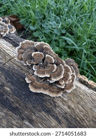 Flat Lay View Of Turkey Tail Mushroom Growing From Fallen Log On Green Grass
