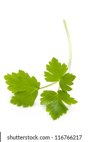 Flat Leaf Parsley Close Up Isolated On White Background