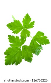 Flat Leaf Parsley Close Up Isolated On White Background