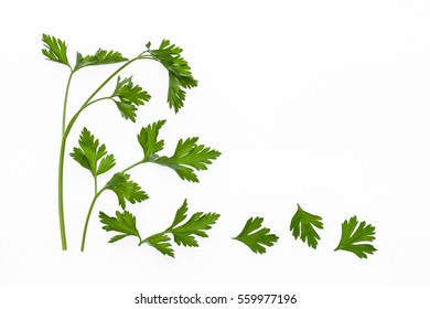 Flat Leaf Parsley Leaves And Stalks Isolated On White Background