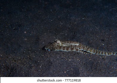 Flat Mimic Octopus