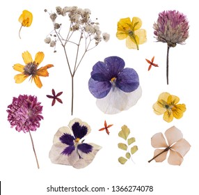 Flat Pressed Dried Flower Pattern Isolated On White Background