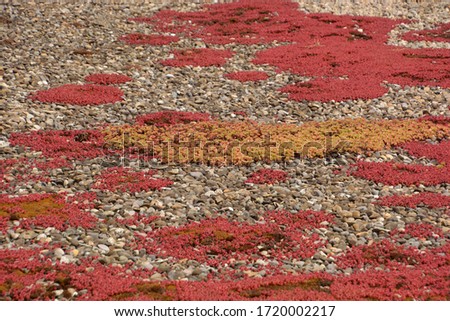 flat rooftop with red succulents and moss and pebbles as waterdrain background