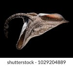 Flat skate fish isolated on black background