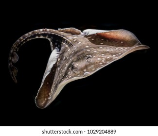 Flat Skate Fish Isolated On Black Background