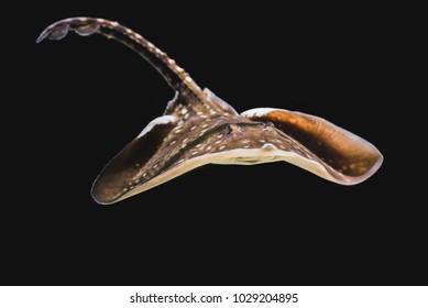 Flat Skate Fish Isolated On Black Background