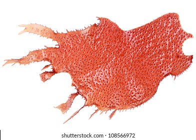 Flat Spiny Red Marine Algae Isolated On White