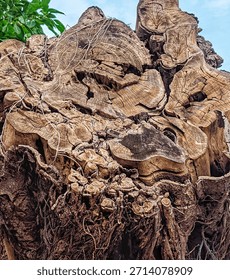 The flat surface of a freshly cut tree stump, displaying the hard wood grain, intricate annual ring patterns, and tangled roots—a dramatic symbol of the impact of deforestation.