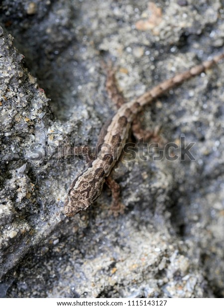 Flat tailed house gecko or Asian house gecko\
on wall background