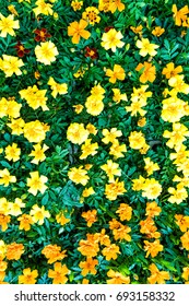 Flat Top Aerial View Of Many Yellow Gold Marigold Flowers In Market Florist Nursery