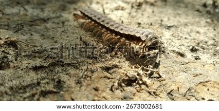 The flat-backed millipede can be a rather small species of millipede, while typically reaching 24 millimetres (0.94 in)