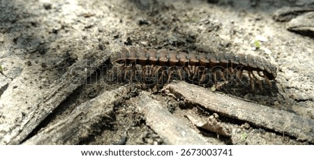 The flat-backed millipede can be a rather small species of millipede, while typically reaching 24 millimetres (0.94 in)