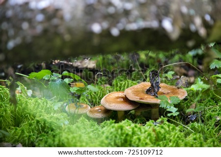 Similar – Tannenzäpfle Mushroom