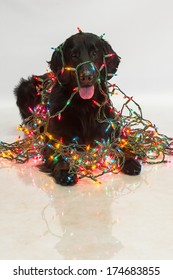 Flat  coated retriever