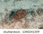 Flatfish are asymmetrical, with both eyes lying on the same side of the head