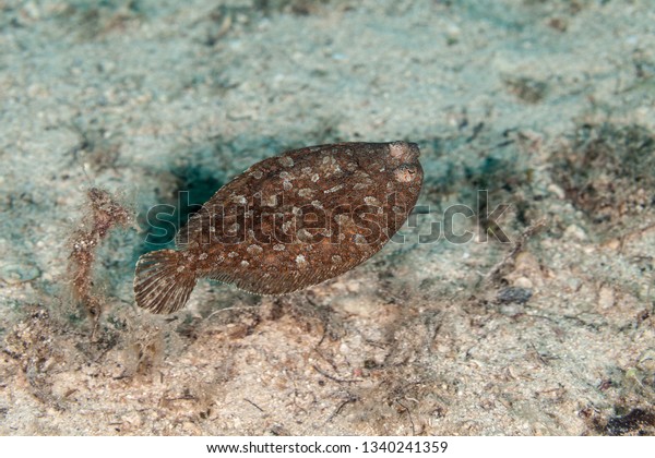 Flatfish are asymmetrical, with both eyes lying on\
the same side of the\
head