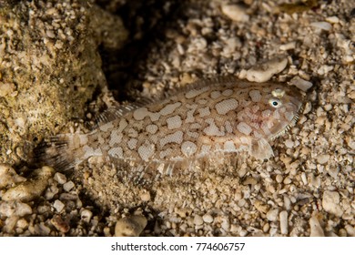 Flatfish Is A Member Of The Order Pleuronectiformes Of Ray-finned Demersal Fishes