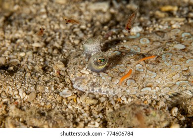 Flatfish Is A Member Of The Order Pleuronectiformes Of Ray-finned Demersal Fishes