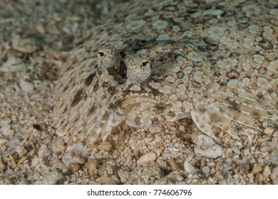 Flatfish Is A Member Of The Order Pleuronectiformes Of Ray-finned Demersal Fishes